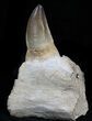 Mosasaur Jaw Section With Large Tooth #35028-2